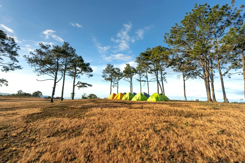 a grassy field with a bunch of trees near by