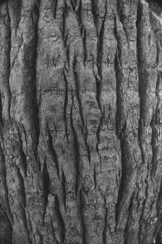 black and white pograph of the bark on a tree