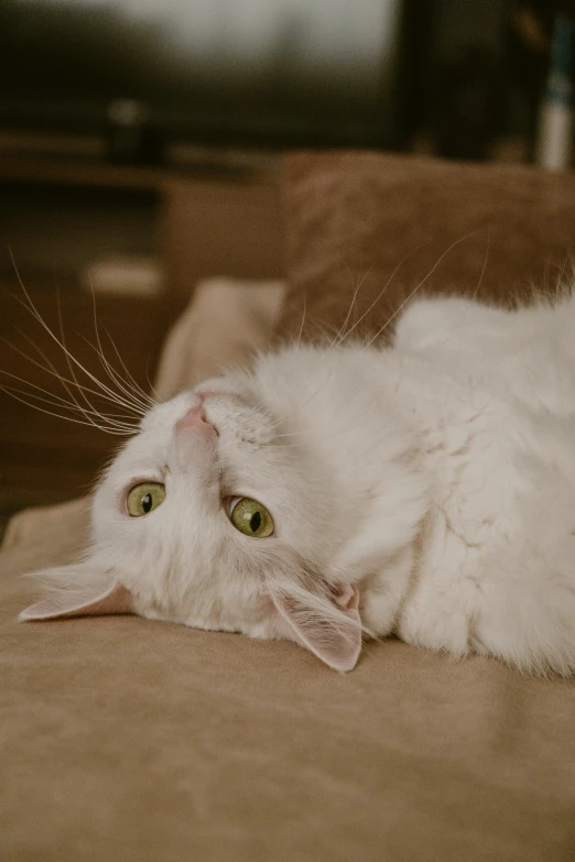 a white cat laying on top of a couch