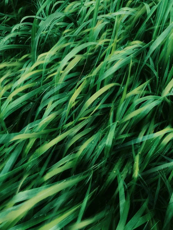 tall grass is blowing in the wind