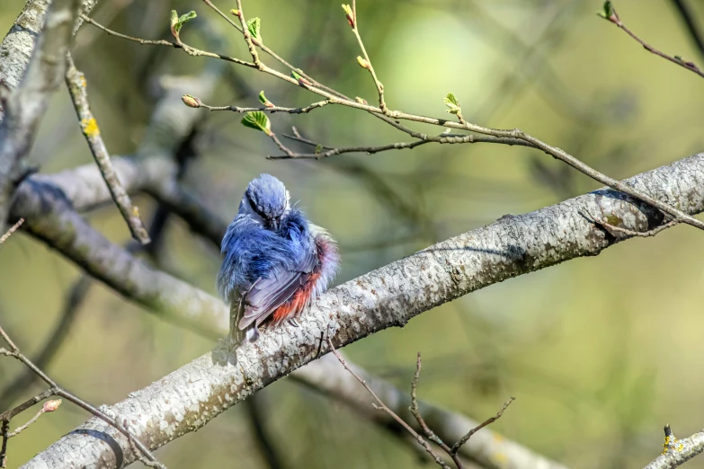 a small blue bird sitting on top of a tree nch