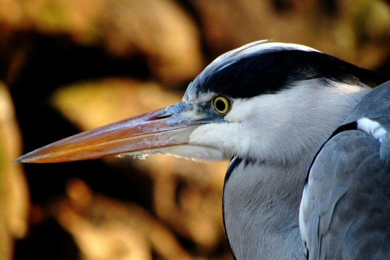 an image of a black - and - white bird with a long beak