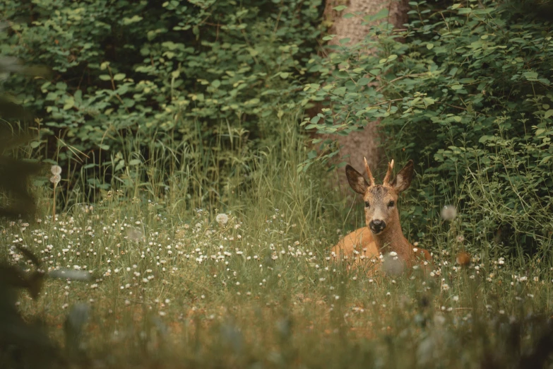 an animal sitting in a field near many trees