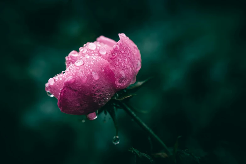 there is a pink flower covered in water