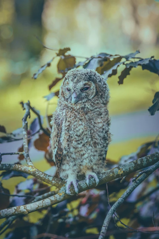 an owl sitting on a nch next to leaves