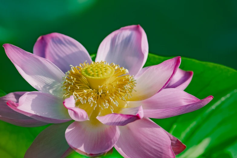 a flower that is blooming on some kind of green leaf