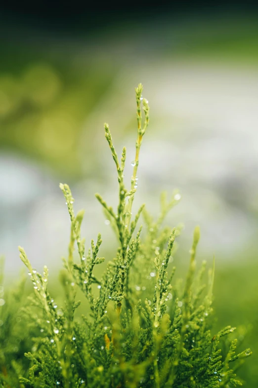 the green leaves are starting to turn green