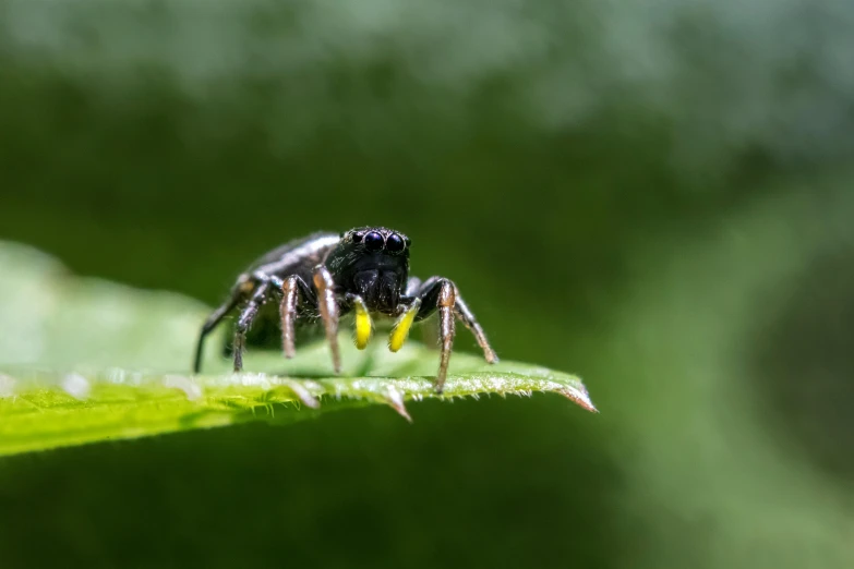 an insect on the side of a leaf