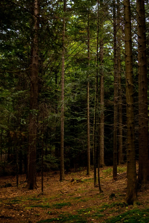 a po taken inside a tree covered forest