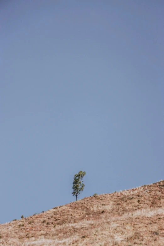 a lone tree sits on the top of a brown hill