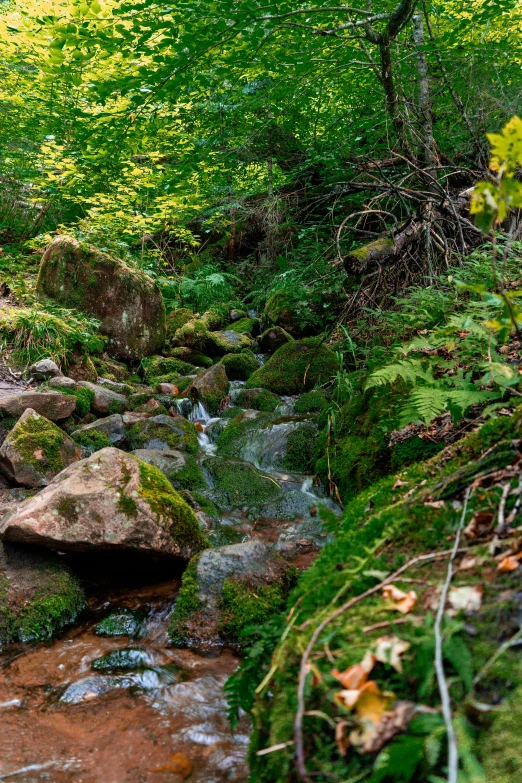 a large bear stands on the side of a stream