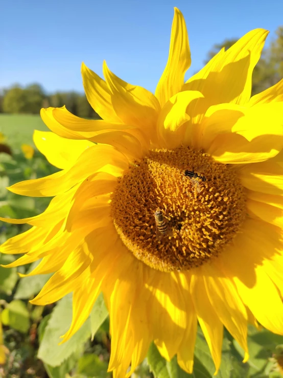 a sunflower that has been opened with the bees