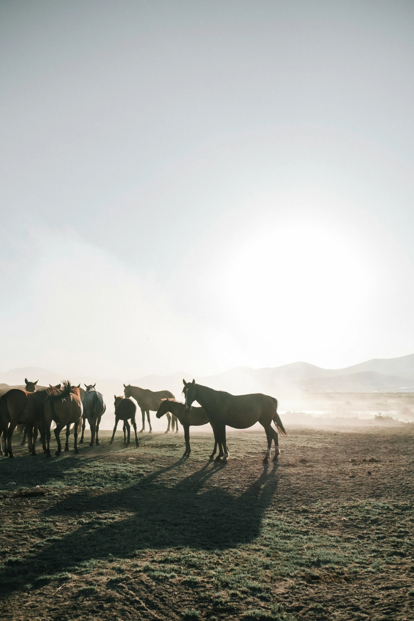 there are some horses standing on the field