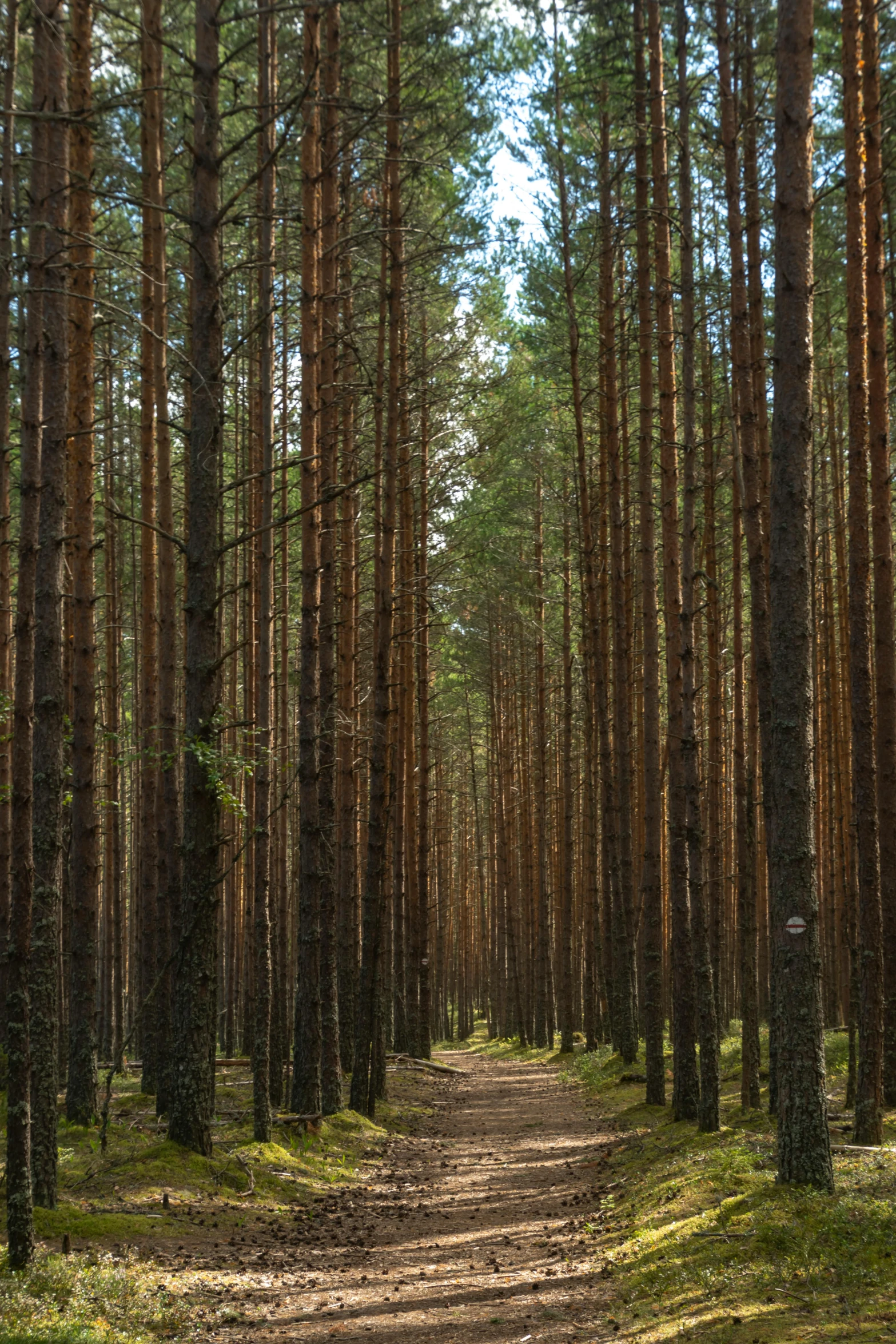 a dirt path going through the middle of a forest filled with tall pines