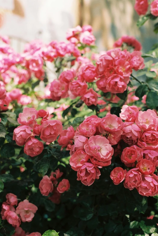 large, blooming pink flowers with green leaves in front of wall