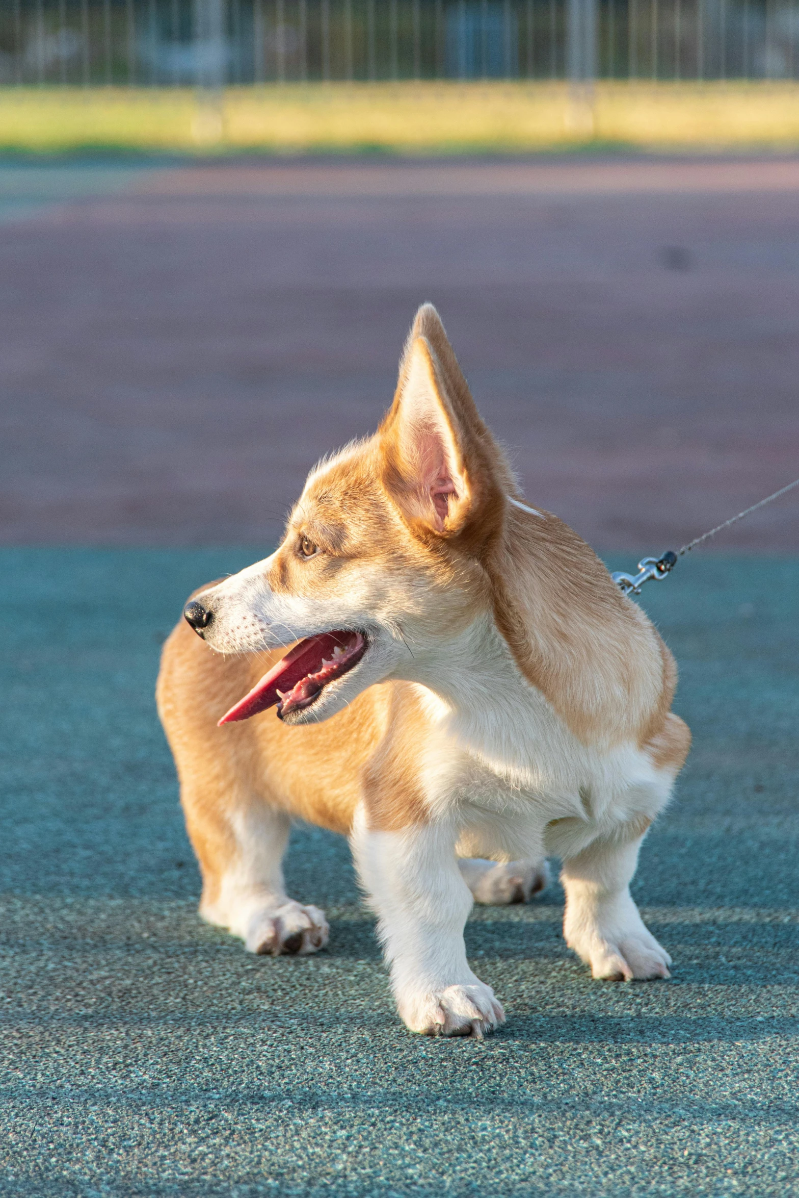 a small brown and white dog with its tongue hanging out