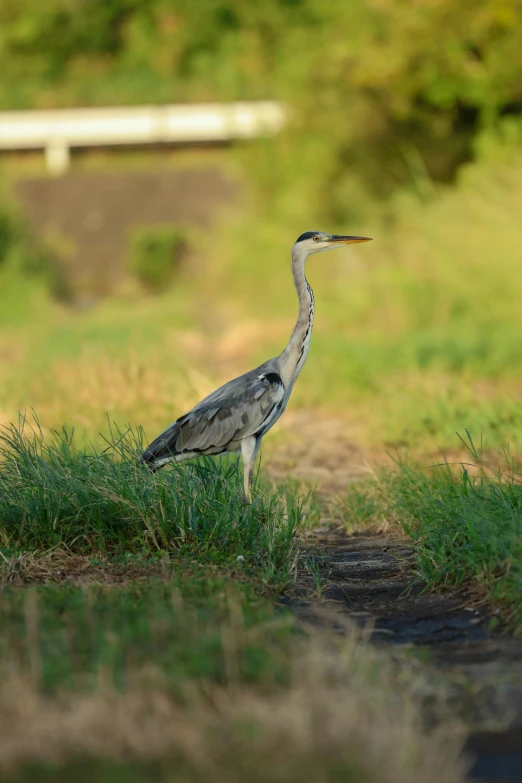 a bird stands on the bank and looks in some deep green grass