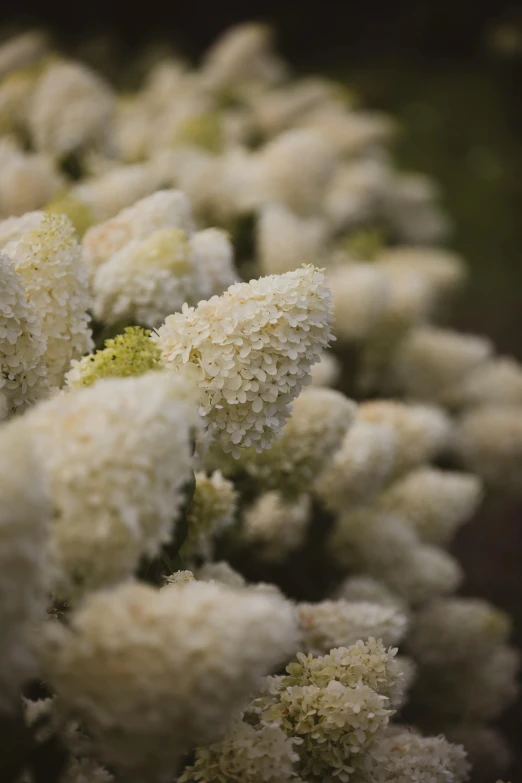 some white flowers on the side of a hill