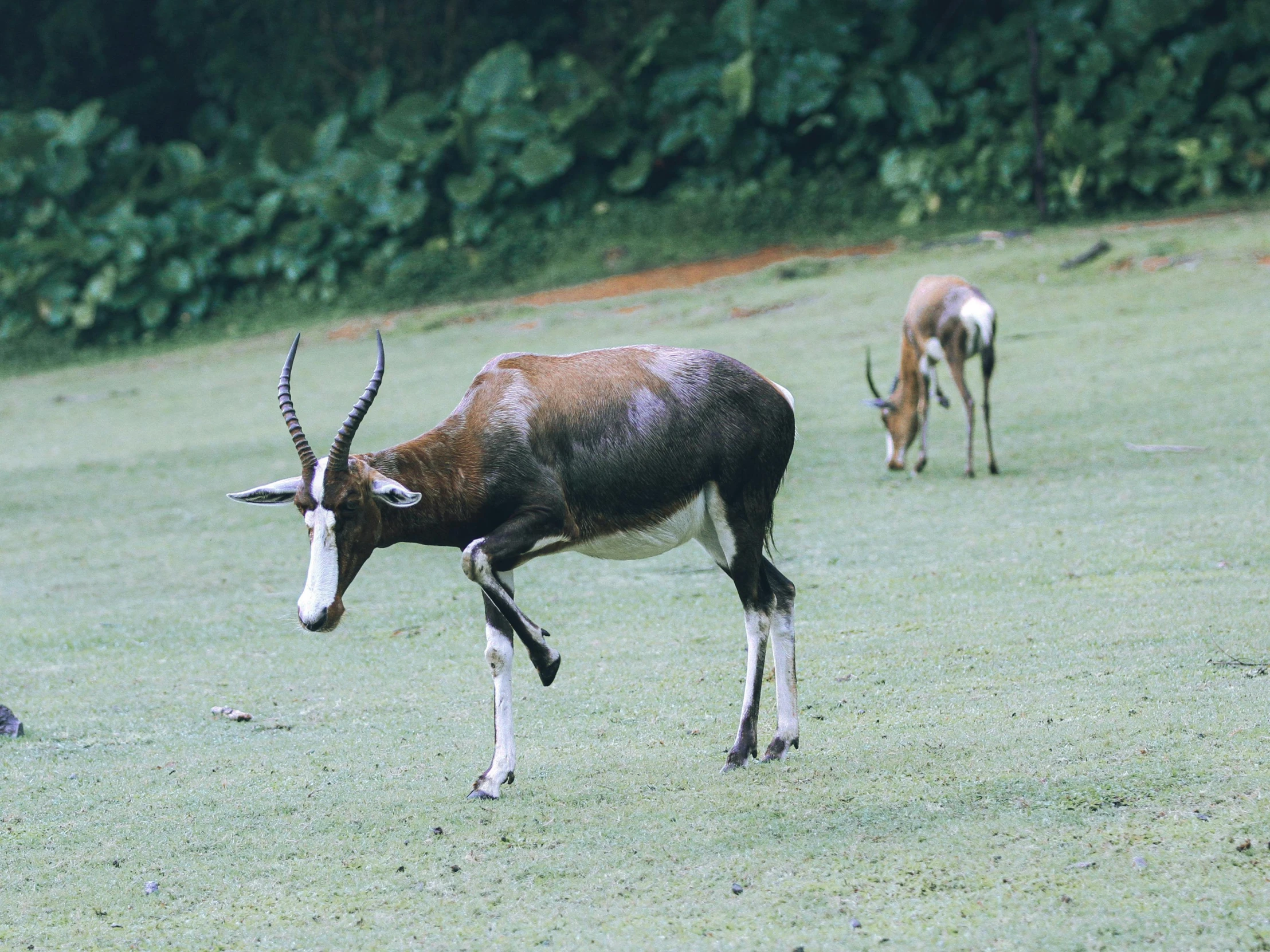 two antelope standing on top of a grass covered field