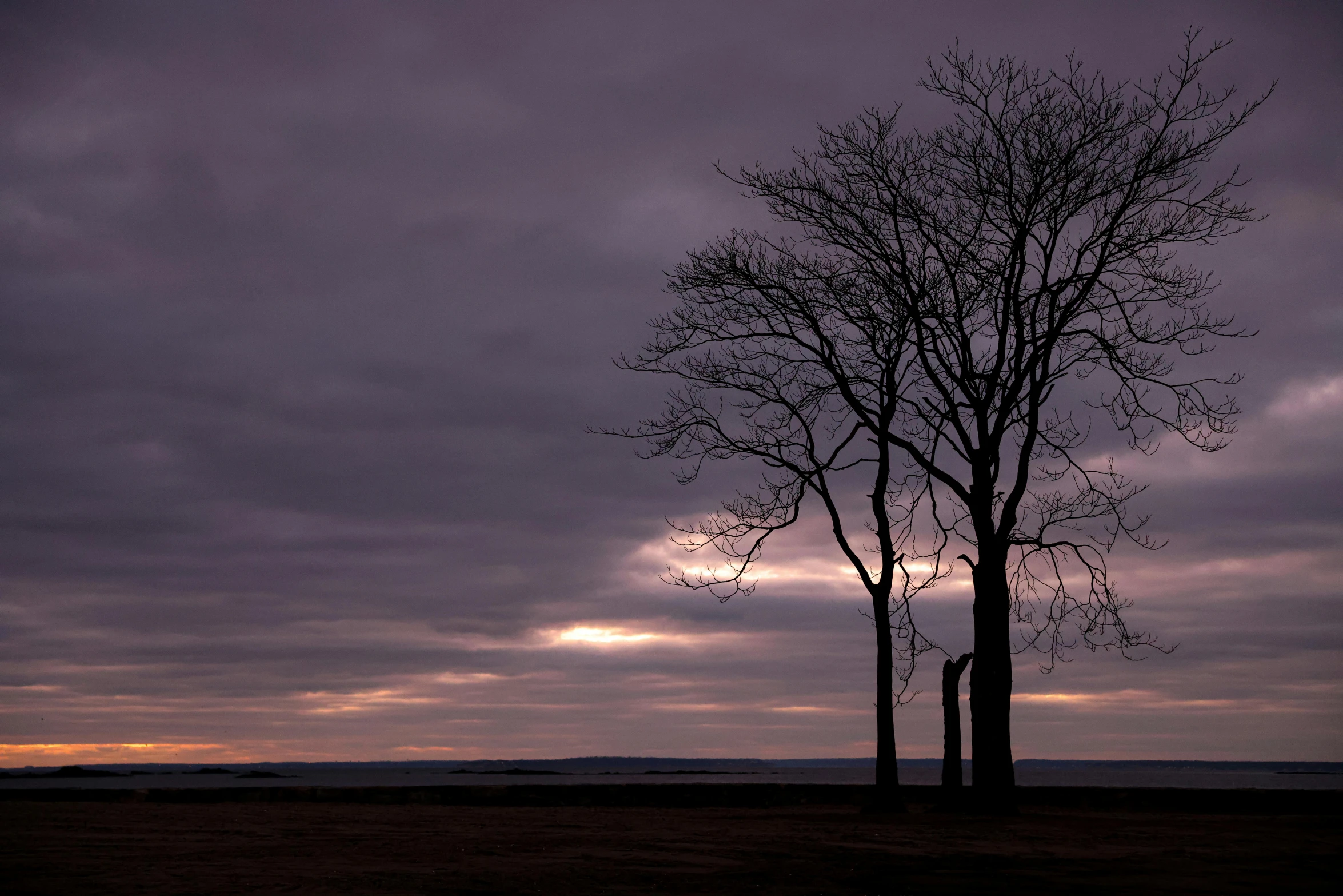 a couple of tall trees standing in the distance