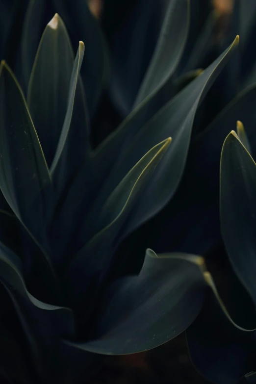 a close up of a bunch of blue leaves