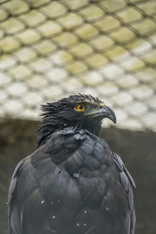 a large bird standing near a net in the snow