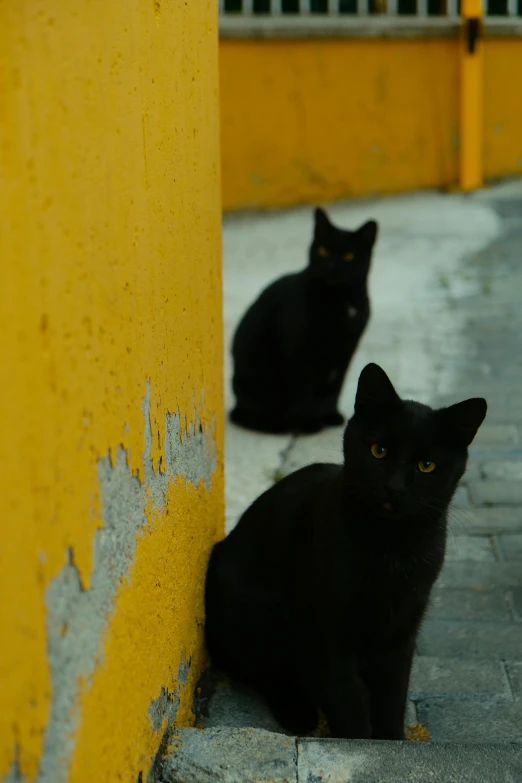 two cats, one black and one yellow, sit near yellow painted walls