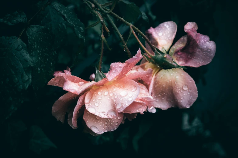 the pink flowers with water droplets on them are growing