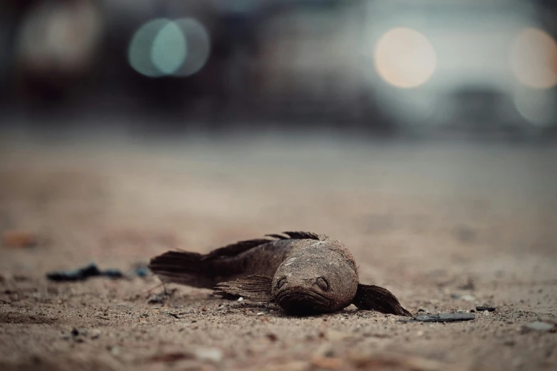 a dead bird laying on the ground next to a street