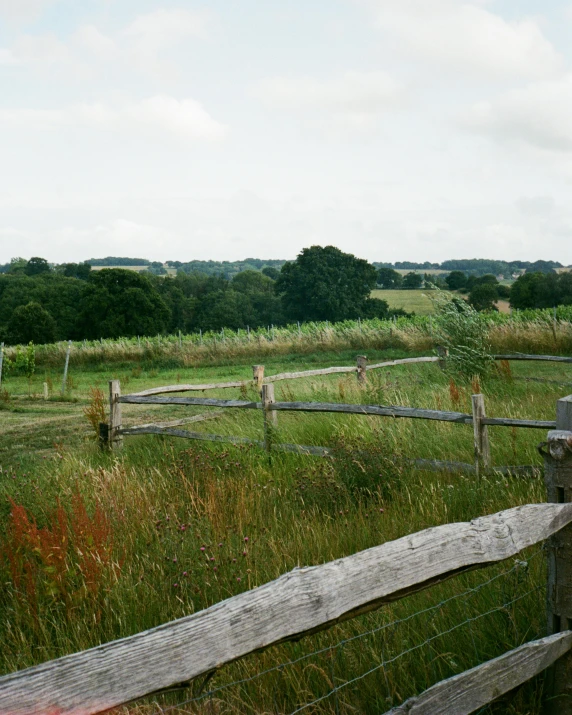 a horse is grazing on some tall grass