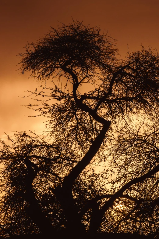 the silhouette of trees with no leaves against the evening sky