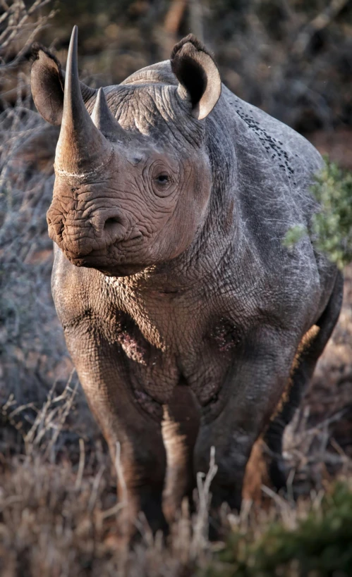 a rhino standing in some grass and dirt