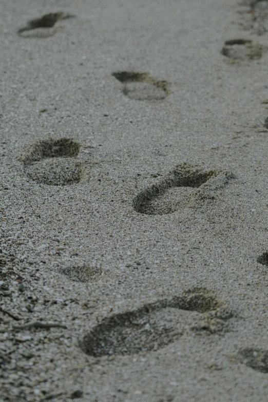 bird footprints walking in the sand near water