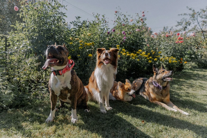 three dogs are sitting next to each other in the grass