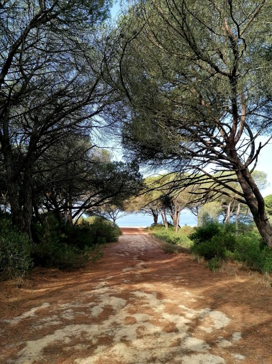 a dirt path is surrounded by trees on a clear day