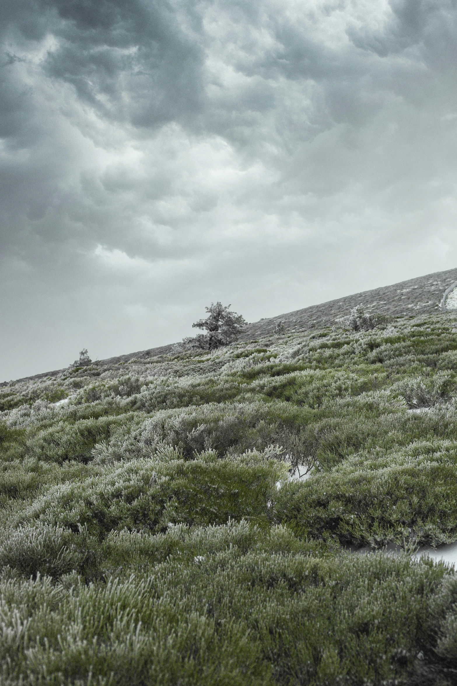 a lone horse is walking across the field on a stormy day