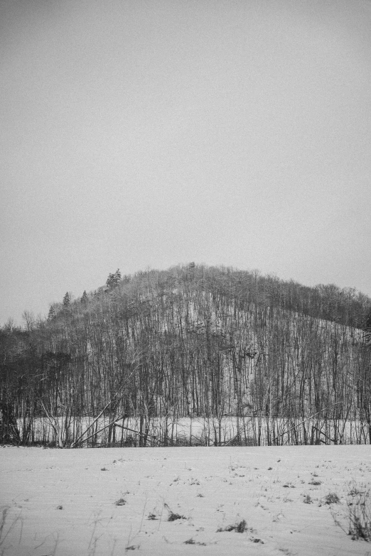 black and white pograph of winter trees on snow covered ground