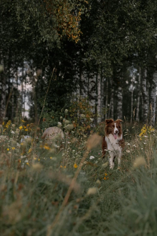 dog walking through grassy area with trees in background