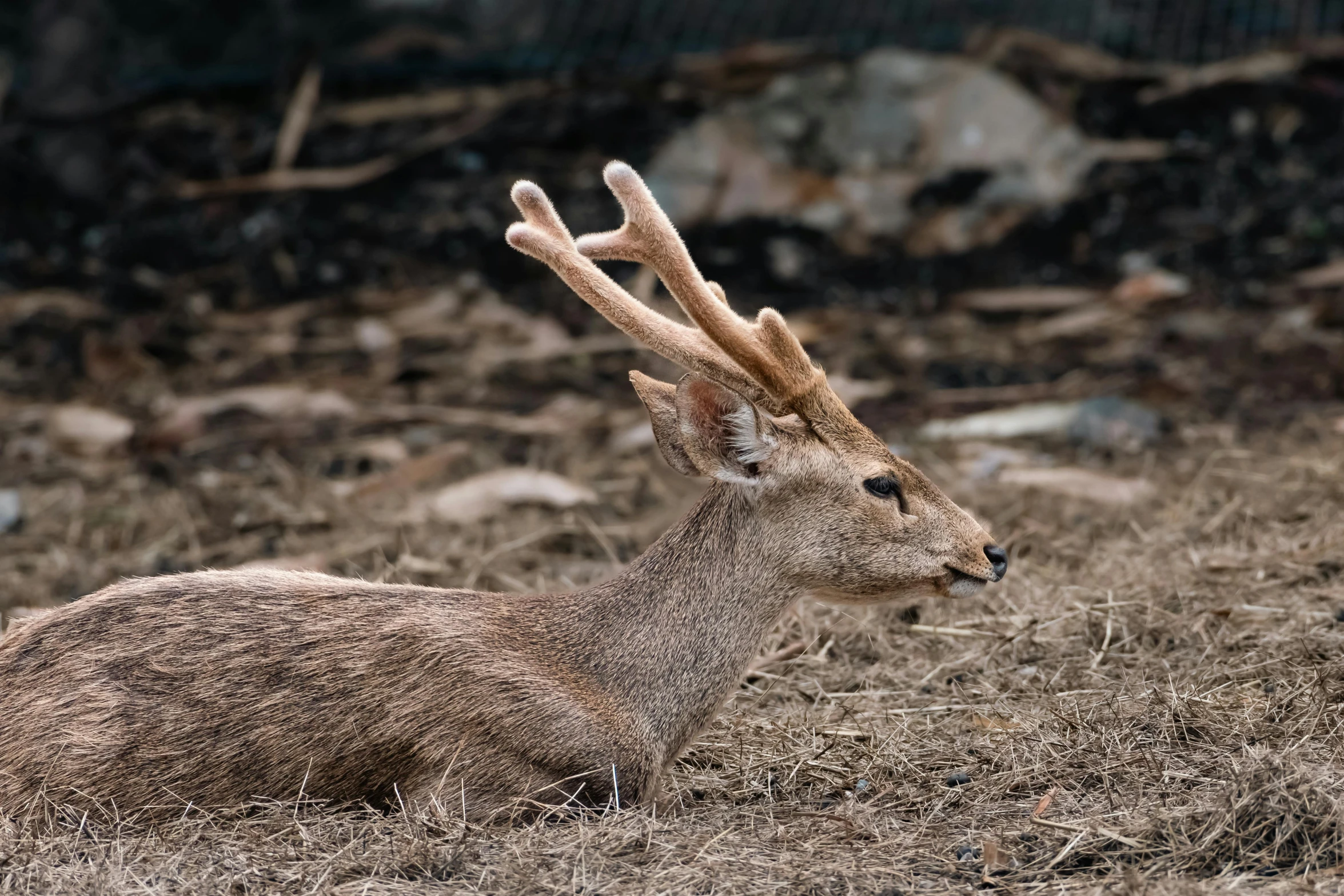 a single deer is sitting down in the grass