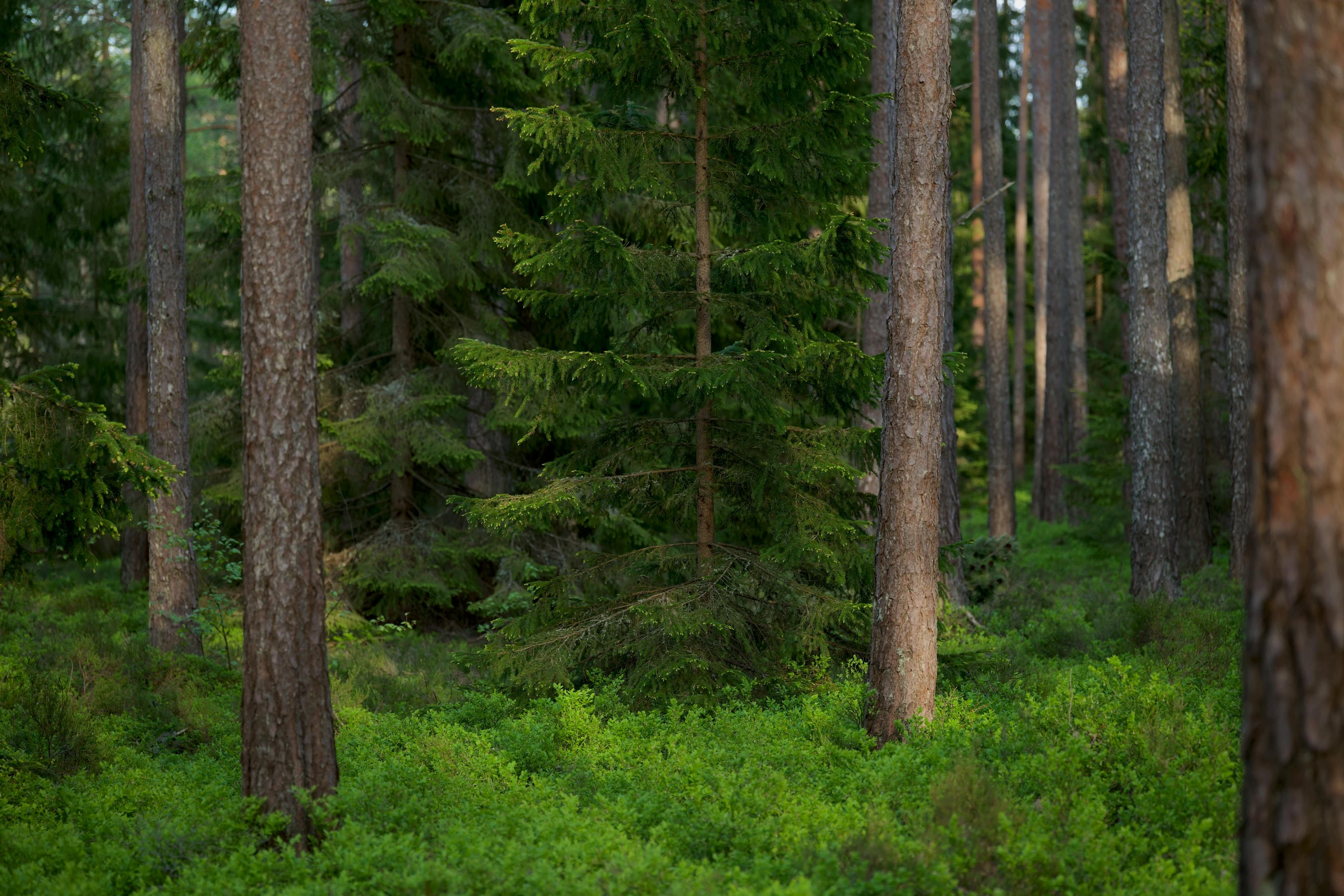 there is a bear that is standing in the middle of the woods