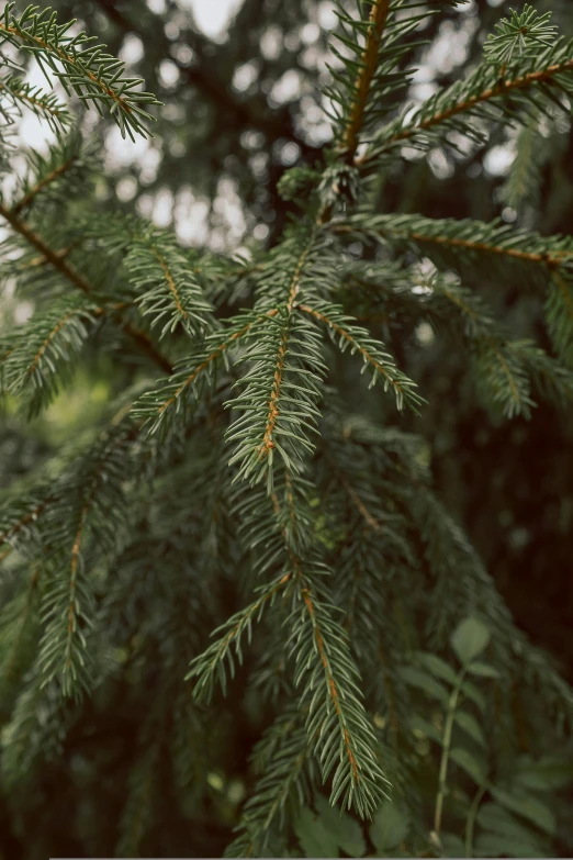 the needles of pine trees are soft focus