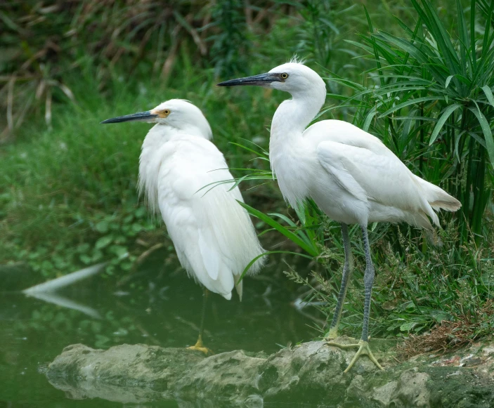 two birds with long legs are standing on the rocks