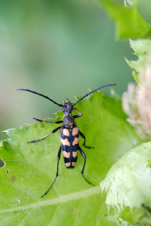 black and orange insect on green leaf, looking down