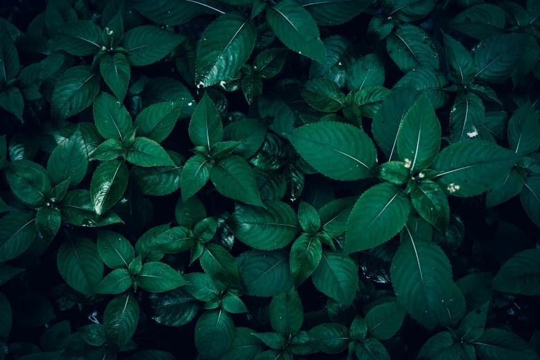 the large green leaves of this plant appear to be raining