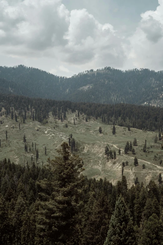 large evergreen forest under cloudy skies in the mountains