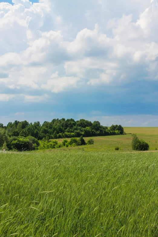 a field with trees and grass under clouds