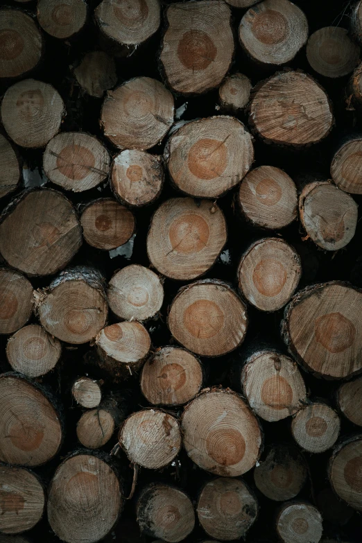wood stacked together with a large amount of tree trunks