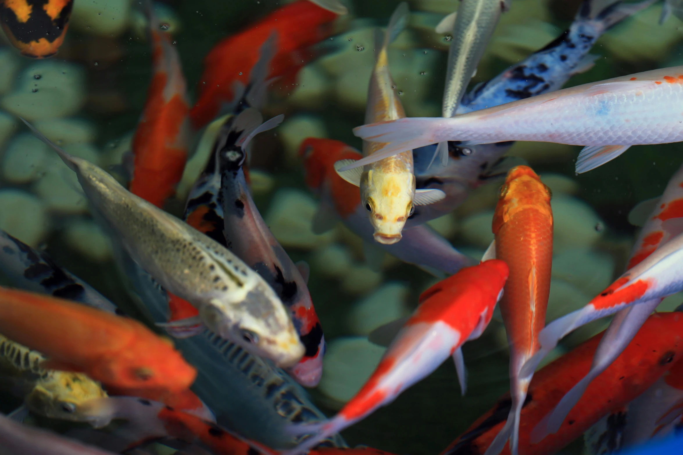 many fish swimming and feeding in a pond