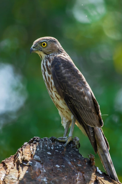 the bird is perched on the tree nch