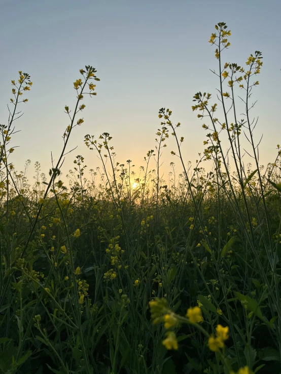 some tall yellow and green plants in a field